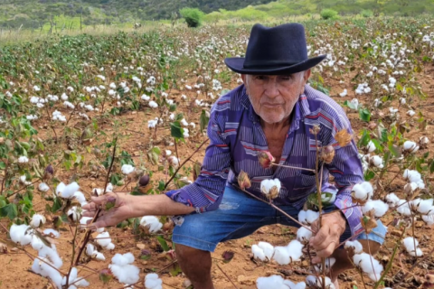 Começa a colheita do algodão agroecológico no Rio Grande do Norte